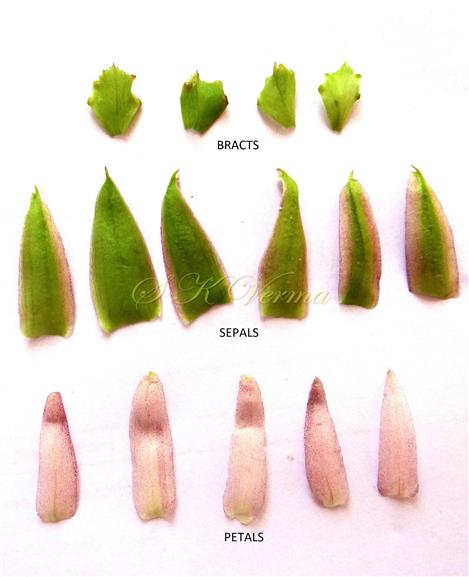  Bracts, Sepals and Petals